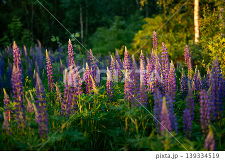 Lupine flowers of violet colour blooming in forest. Evening sunshine lights the beautiful plant of lupine in blossom with warm yellow light Lupine flowers of violet colour blooming in forest. Evening sunshine lights the beautiful plant of lupine in blossom with warm yellow light 139334519