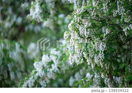 Gorgeous acacia flowers in thick bunches on the blooming tree. Concept of spring, odorous honey plant, beautiful nature of blooming acacia Gorgeous acacia flowers in thick bunches on the blooming tree. Concept of spring, odorous honey plant, beautiful nature of blooming acacia 139334522