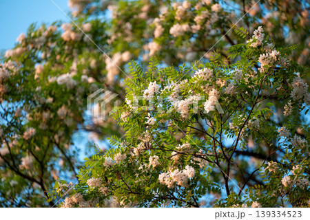 The crown of blooming acacia tree on the background of the blue sky. Bright sunny day in spring, honey plant of acacia with beautiful white good smelling flowers 139334523