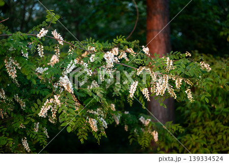 Acacia brunches with blossom at the edge of forest at sunset. Bright fresh plants in the spring, beauty of blooming acacia 139334524