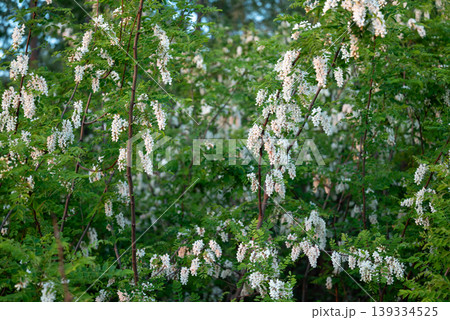 Branches of acacia with fresh white flowers in the spring. Beautiful odorous honey plant, natural background of bright blooming acacia Branches of acacia with fresh white flowers in the spring. Beautiful odorous honey plant, natural background of bright blooming acacia 139334525