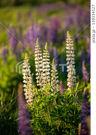 Vertical shot of white and purple lupin in full blossom. Sunny summer day, beautiful blooming lupine flowers, beauty and tenderness of nature 139334527