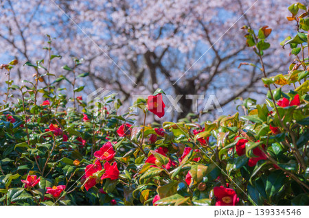 春のツバキと桜のバック【北安曇郡池田町】 139334546