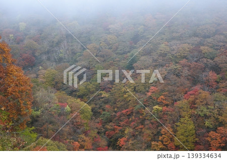 平成の森、紅葉、森、秋 平成の森、紅葉、森、秋 139334634