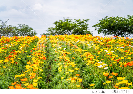 ポピー 花畑 春 風景 黄色 オレンジ 花 畑 田園風景 自然 並木 景観 日本 139334719