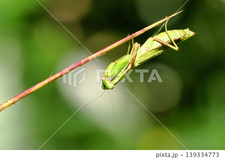 ハラビロカマキリ 139334773