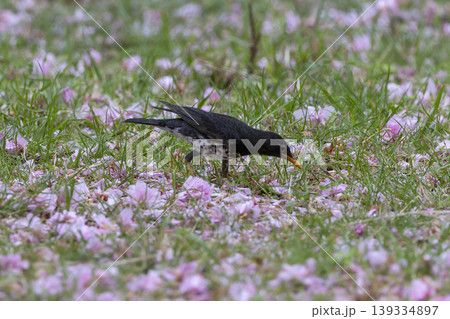 散った八重桜とクロツグミ 散った八重桜とクロツグミ 139334897