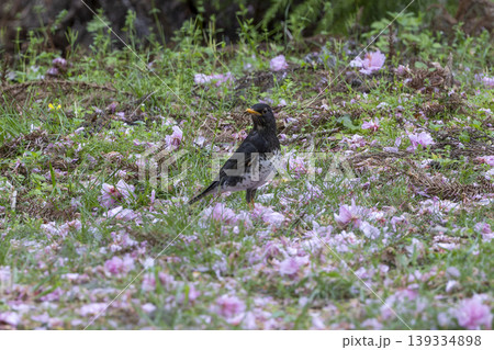 散った八重桜とクロツグミ 散った八重桜とクロツグミ 139334898
