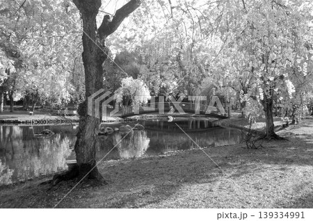 日本 新潟 越後湯沢 中央公園 枝垂れ桜 自然 ネイチャー 日本 新潟 越後湯沢 中央公園 枝垂れ桜 自然 ネイチャー 139334991