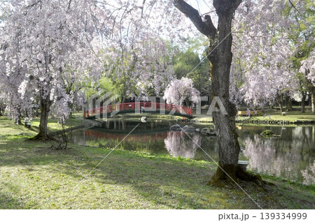 日本 新潟 越後湯沢 中央公園 枝垂れ桜 自然 ネイチャー 日本 新潟 越後湯沢 中央公園 枝垂れ桜 自然 ネイチャー 139334999