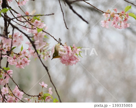 春の訪れを告げる河津桜とメジロ 春の訪れを告げる河津桜とメジロ 139335003