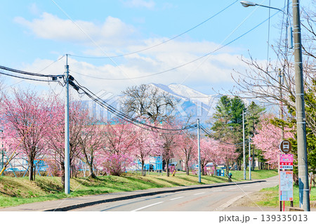 新得町の桜 新得町の桜 139335013