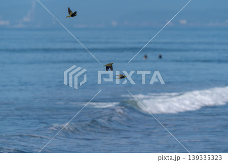 海を背景に飛翔するアオバト 海を背景に飛翔するアオバト 139335323