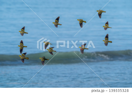 海を背景に飛翔するアオバト 海を背景に飛翔するアオバト 139335328