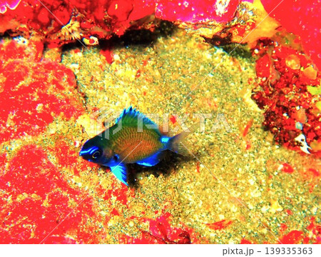 伊豆大島の海で見られるアマミスズメダイの幼魚(Chromis chrysura) 伊豆大島の海で見られるアマミスズメダイの幼魚(Chromis chrysura) 139335363