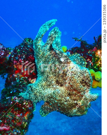 擬態する巨大オオモンカエルアンコウ(Antennarius commersoni) 擬態する巨大オオモンカエルアンコウ(Antennarius commersoni) 139335366