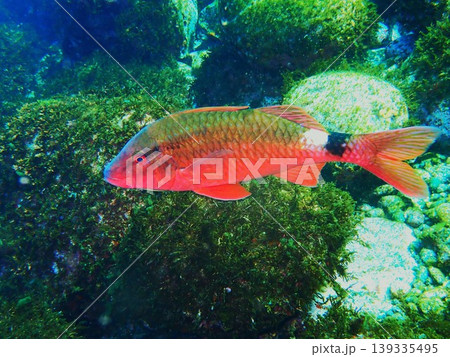 伊豆大島で撮影した オキナヒメジ(Parupeneus spilurus) 伊豆大島で撮影した オキナヒメジ(Parupeneus spilurus) 139335495