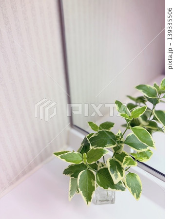 洗面台に飾った白斑入りの観葉植物 139335506