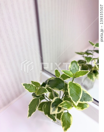 洗面台に飾った斑入り観葉植物のクローズアップ 洗面台に飾った斑入り観葉植物のクローズアップ 139335507