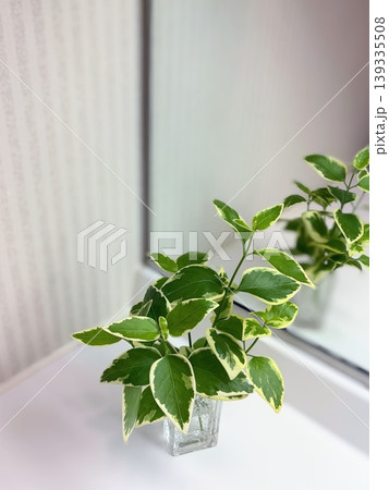 洗面台の斑入り観葉植物 縦構図 139335508