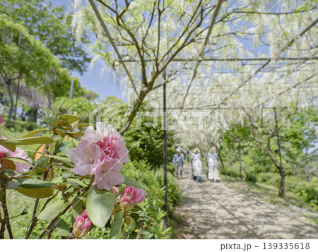 春の彩り。満開の石楠花と白い藤棚の散歩道 春の彩り。満開の石楠花と白い藤棚の散歩道 139335618