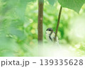 シジュウカラの幼鳥と新緑 139335628
