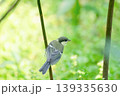 シジュウカラの幼鳥と新緑 139335630