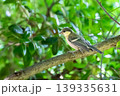 シジュウカラの幼鳥と新緑 139335631