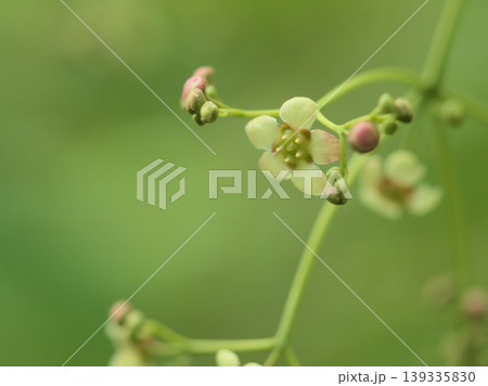 4月に咲いたツリバナ(吊り花)の花 4月に咲いたツリバナ(吊り花)の花 139335830