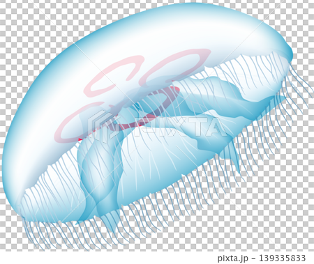 Illustration of a marine creature: "Moon Jellyfish," vector format, single image on a white background. Illustration of a marine creature: "Moon Jellyfish," vector format, single image on a white background. 139335833