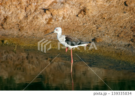 Black-winged Stilt, Himantopus himantopus, relaxing in water 139335834