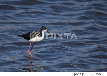 Pair of Hawaiian Stilt, Himantopus mexicanus knudseni, endangered subspecies of Black-necked Stilt 139335837
