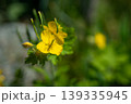 庭に咲く黄色い花が可愛らしい 139335945