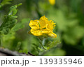 春の訪れを告げる花 139335946