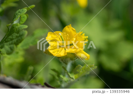 春の訪れを告げる花 春の訪れを告げる花 139335946