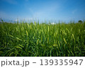 青空と風に揺れる稲穂 139335947