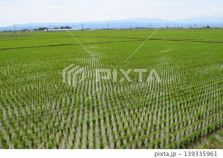 田植え2週間後の水田 田植え2週間後の水田 139335961