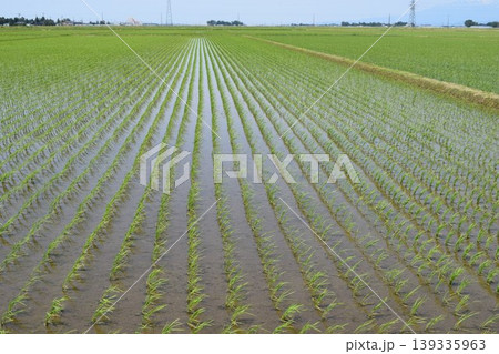 田植え2週間後の水田 田植え2週間後の水田 139335963