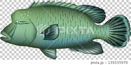 魚イラスト 「ナポレオンフィッシュ (標準和名メガネモチノウオ)」 ベクター形式 白背景単体 魚イラスト 「ナポレオンフィッシュ (標準和名メガネモチノウオ)」 ベクター形式 白背景単体 139335970