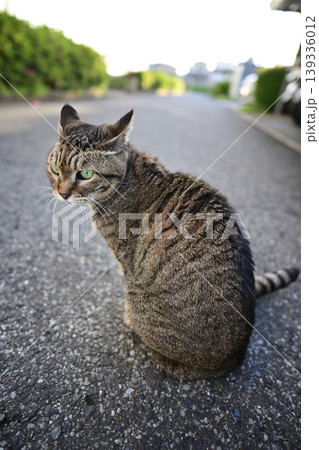 振り返る猫 振り返る猫 139336012