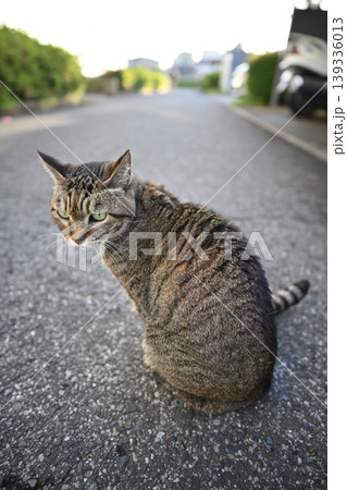 振り返る猫 振り返る猫 139336013