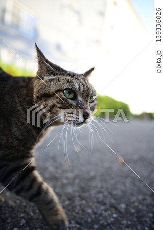 振り返る猫 振り返る猫 139336026