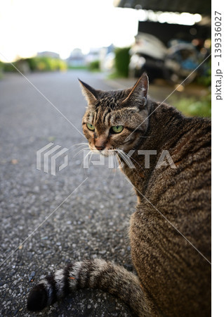 振り返る猫 139336027