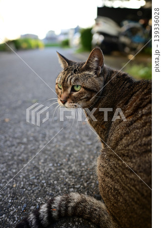 振り返る猫 139336028