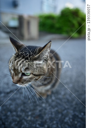 見つめる猫 見つめる猫 139336057