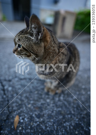 見つめる猫 139336058