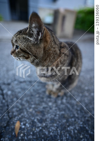見つめる猫 見つめる猫 139336060