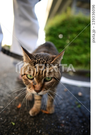 散歩中のキジトラ猫 139336096