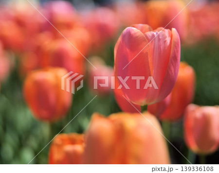 晴れた4月に鮮やかに咲いたオレンジ色のチューリップの花 晴れた4月に鮮やかに咲いたオレンジ色のチューリップの花 139336108