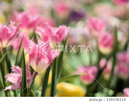 晴れた4月に鮮やかに咲いたピンク色のチューリップの花 139336114